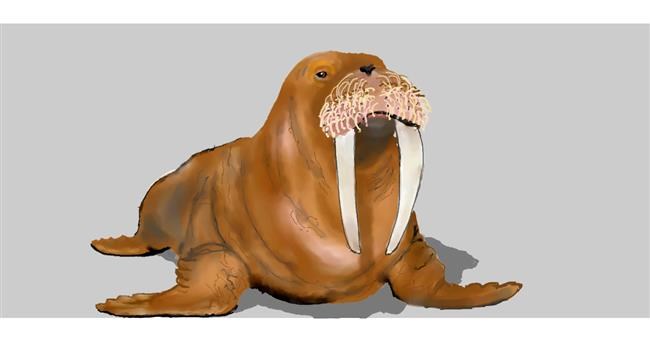 Drawing of Walrus by Kim