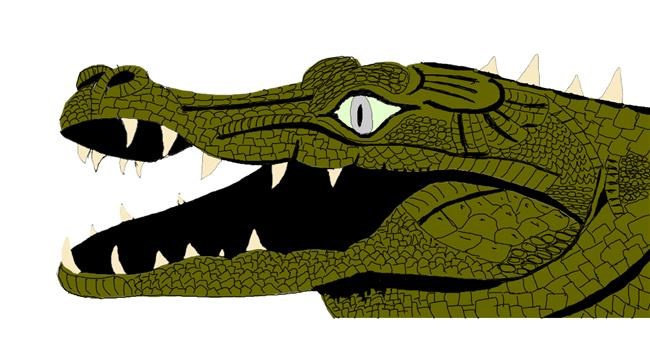 Drawing of Alligator by Em