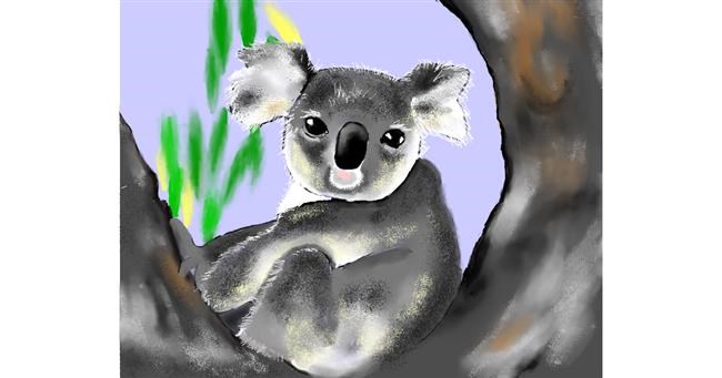 Koala - autor: Cec