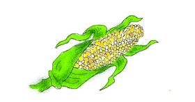 Drawing of Corn by Chloe