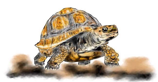 Drawing of Tortoise by Eclat de Lune