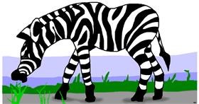 Drawing of Zebra by Swimmer 