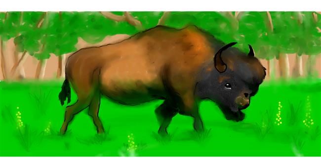 Drawing of Bison by DebbyLee