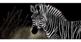 Zebra - autor: Chaching