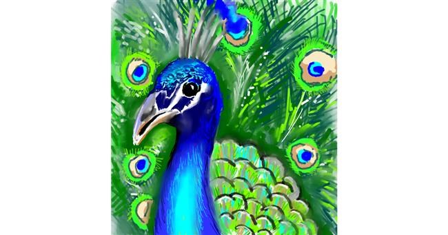 Drawing of Peacock by ⋆su⋆vinci彡