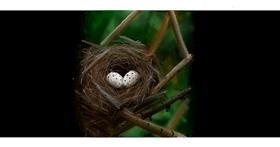 Nest-Zeichnung von Andrea
