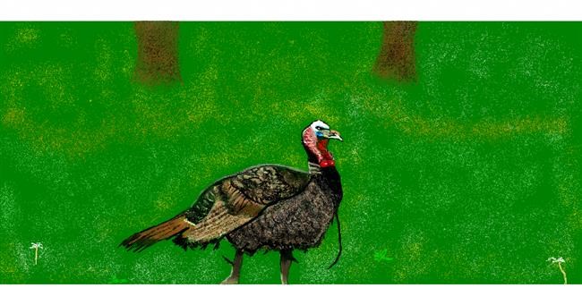 Drawing of Turkey by Chaching