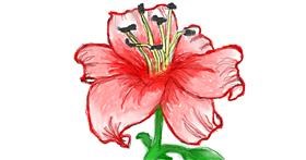 Drawing of Lily flower by Jana