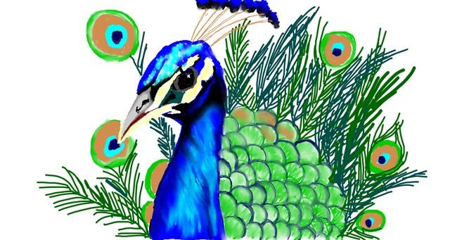 Pfau-Zeichnung von Tim