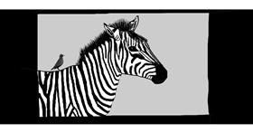 Drawing of Zebra by Pinky