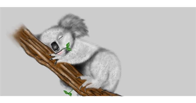 Koala - autor: Chaching