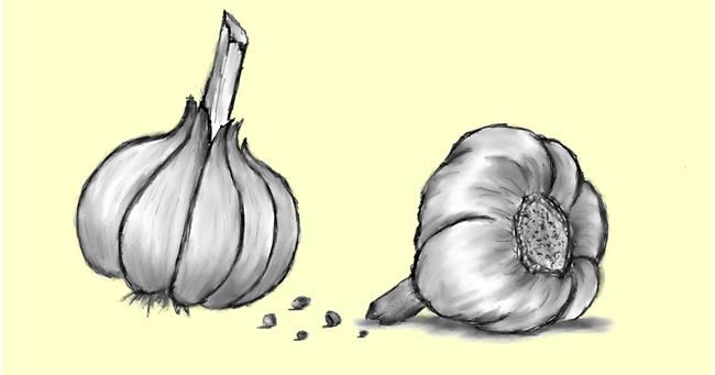 Knoblauch-Zeichnung von InessA