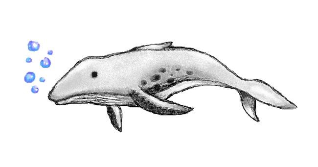 Drawing of Whale by hahah