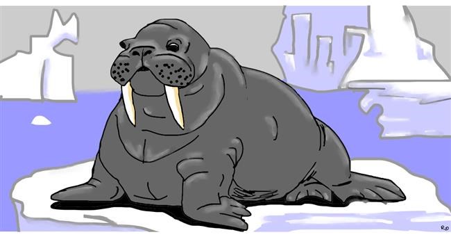 Drawing of Walrus by Swimmer