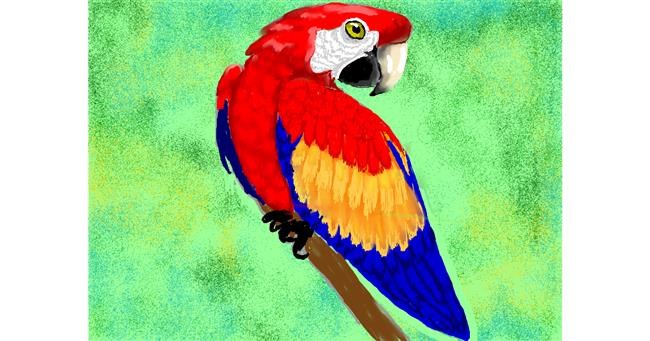 Drawing of Parrot by SAM AKA MARGARET 🙄