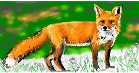 Drawing of Fox by Swimmer