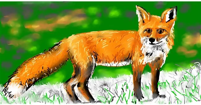 Drawing of Fox by Swimmer