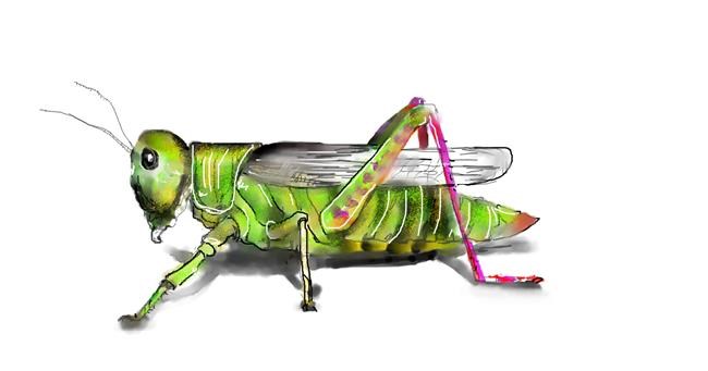 Drawing of Grasshopper by Mandy Boggs