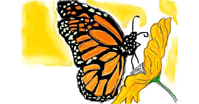 Drawing of Butterfly by Jana