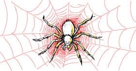 Drawing of Spider by kossara