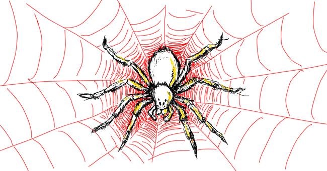 Drawing of Spider by kossara