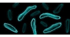 Drawing of Bacteria by Annie